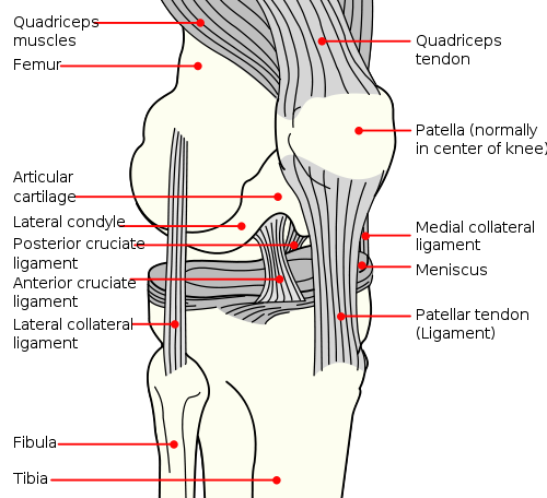 diagram of knee what every yogi should about the human knee kontrology diagram of knee what every yogi should about the human knee kontrology